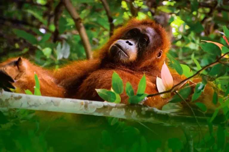 8D7N North Sumatra Highlights Tour