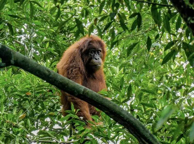 Explore Bukit Lawang, The Gateway to Sumatran Orangutans