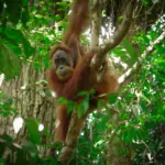 Bukit Lawang