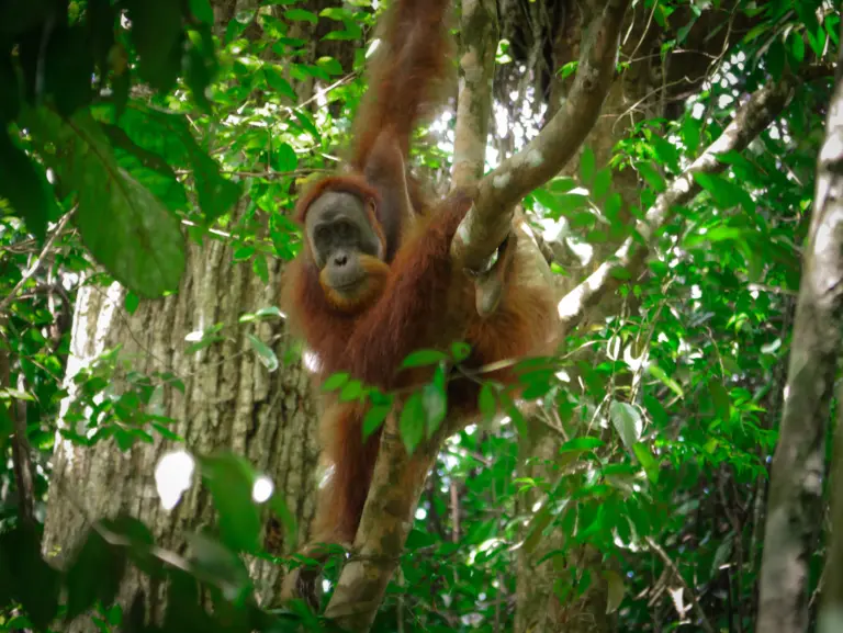 Bukit Lawang